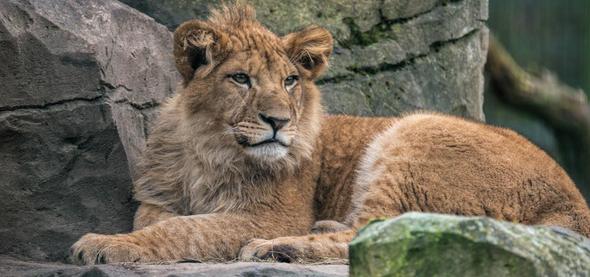 Blackpool Zoo Lion