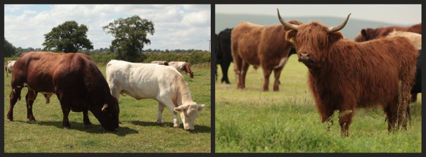 Farmison & Co cattle