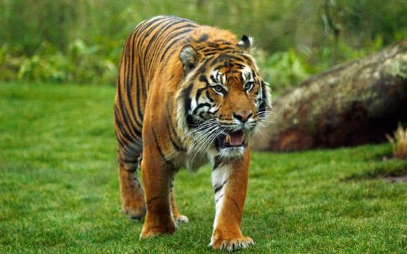 Tiger at London Zoo