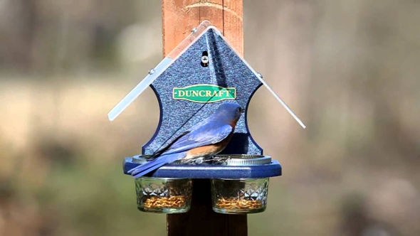 Duncraft Bird Feeder
